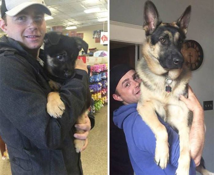 From Puppy To A Doggy (41 pics)