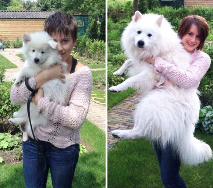 From Puppy To A Doggy (41 pics)