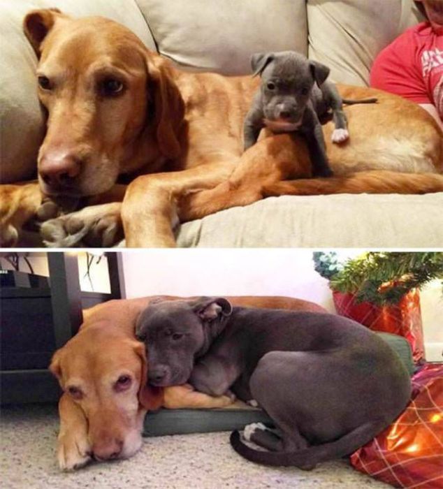 From Puppy To A Doggy (41 pics)