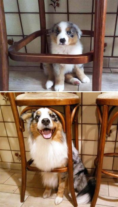 From Puppy To A Doggy (41 pics)