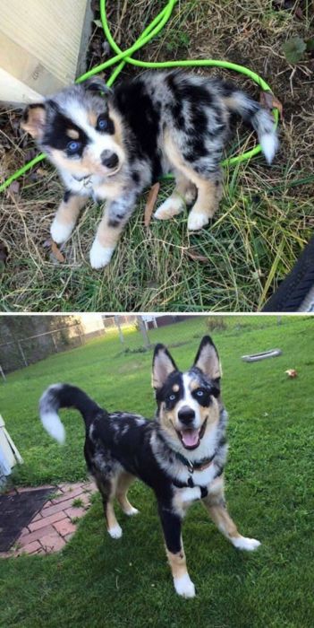 From Puppy To A Doggy (41 pics)