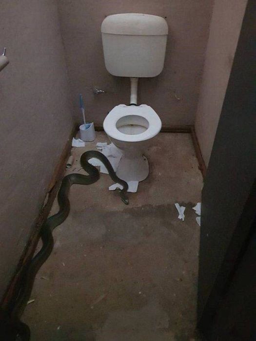 Acid Picdump (106 pics)