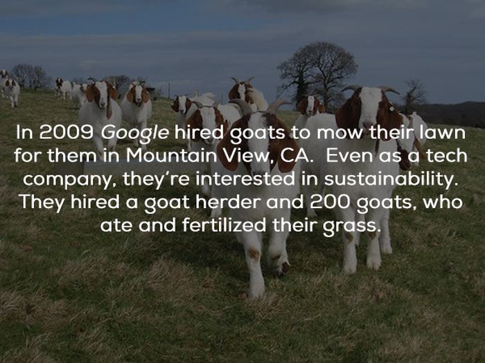 Facts About Google (24 pics)