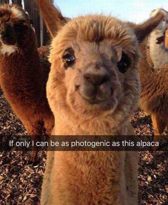 Acid Picdump (96 pics)