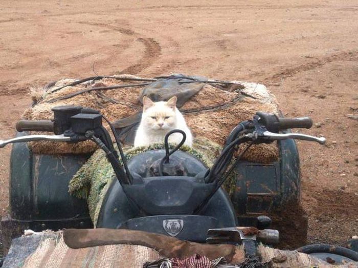 Acid Picdump (96 pics)