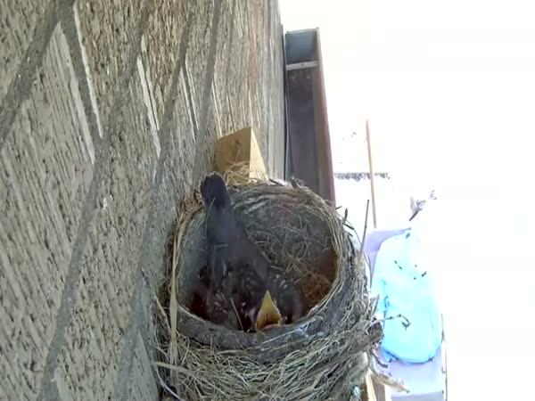 Live Camera Feed Captures A Hawk Stealing Two Young Robin Chicks From Nest