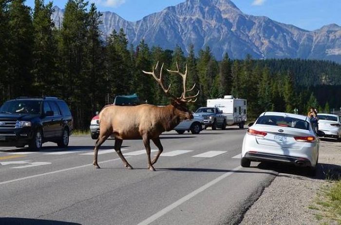 Life Is Different In Canada (40 pics)