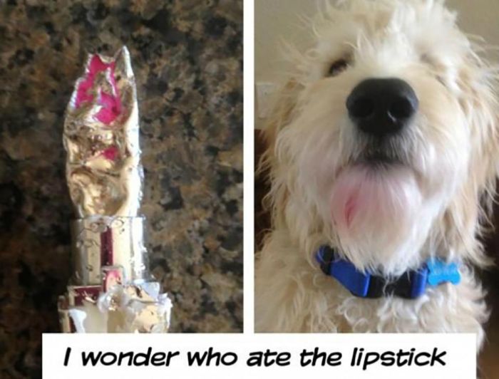 Dogs  Vs Makeup (13 pics)