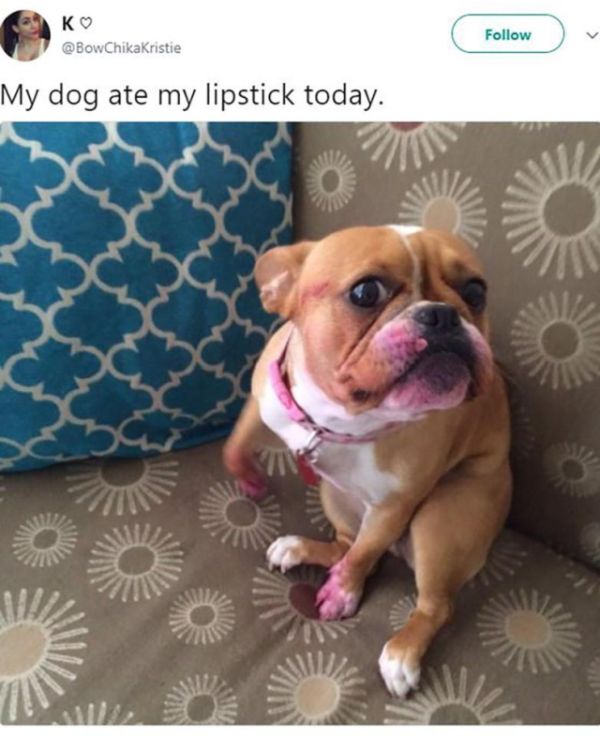 Dogs  Vs Makeup (13 pics)