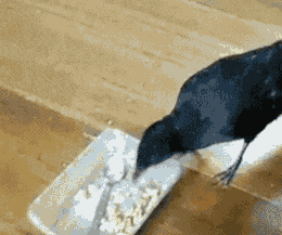 Acid Gifdump, December 08, 2017 (25 gifs)