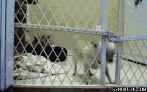 Acid Gifdump, December 08, 2017 (25 gifs)