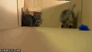 Acid Gifdump, December 08, 2017 (25 gifs)