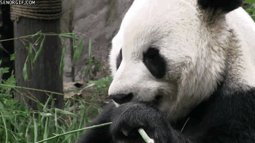 Acid Gifdump, December 08, 2017 (25 gifs)