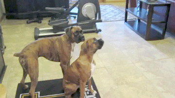 Acid Gifdump, December 08, 2017 (25 gifs)