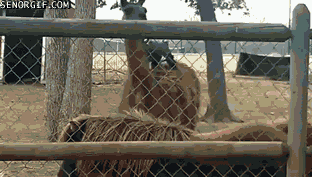 Acid Gifdump, December 08, 2017 (25 gifs)