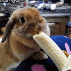 Acid Gifdump, December 08, 2017 (25 gifs)