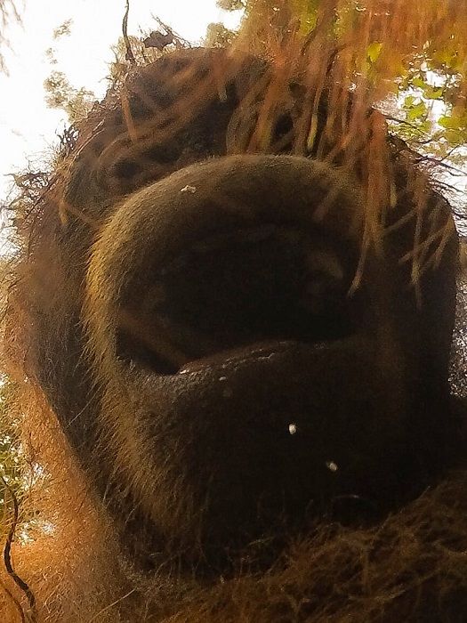 Orangutan Found A Hidden Camera In The Forest (8 pics)