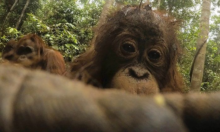Orangutan Found A Hidden Camera In The Forest (8 pics)