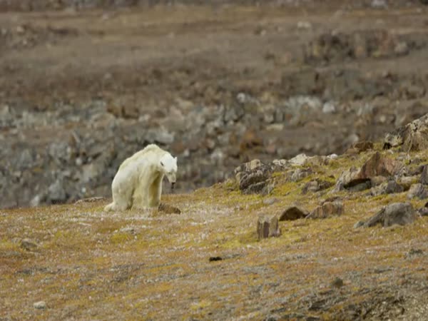 Starving Polar Bear Forced to Eat Trash