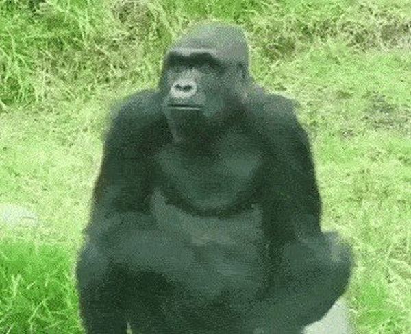 Animals Have Fun (15 gifs)