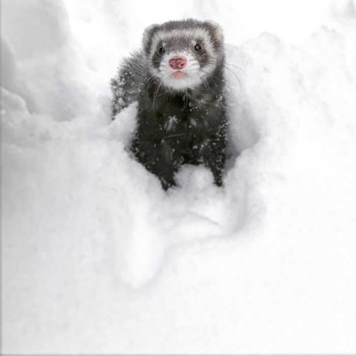 Animals And Snow (25 pics)