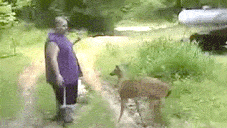 Animals Have Fun (15 gifs)
