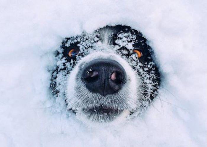 Animals And Snow (25 pics)