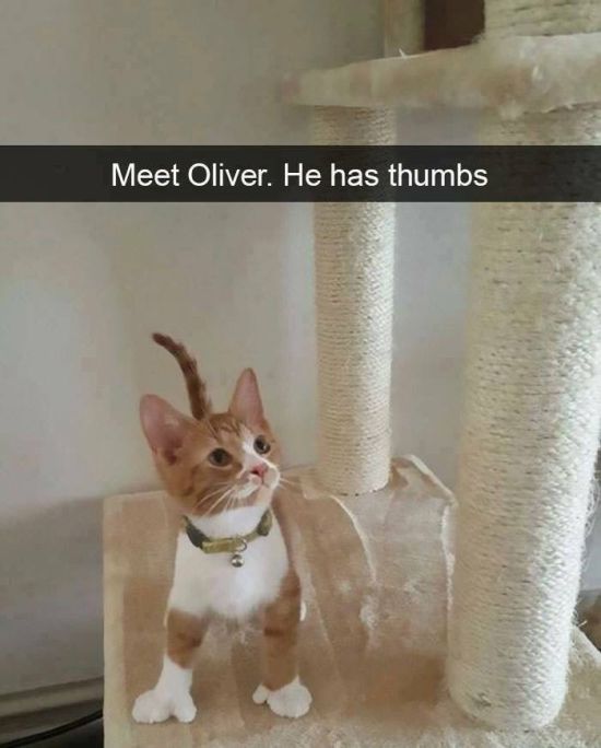 Memes (32 pics)