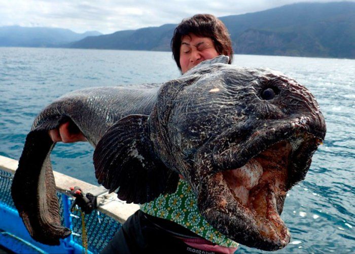 Strange Fish And Other Creatures (20 pics)