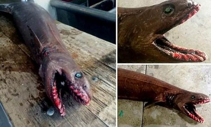 Strange Fish And Other Creatures (20 pics)