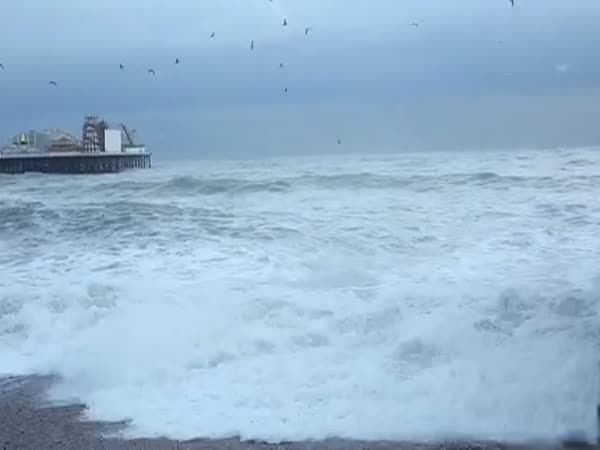 Woman Rescues Dog From Stormy Seas at Brighton