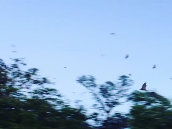 World's Largest Bat - Flying Fox