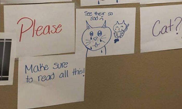Daughter Finds A Very Creative Way To Get A Cat From Her Father (8 pics)