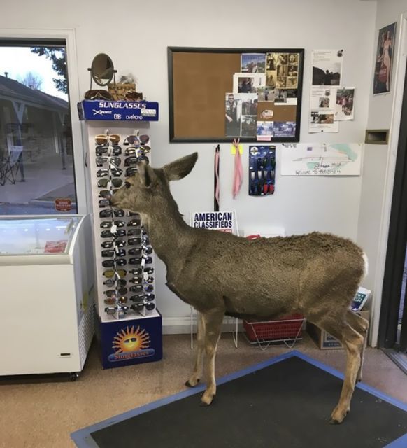 Deer Walks Into Store And Brings A Surprise (6 pics)