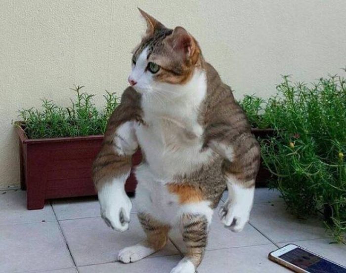 Good Examples Of Bad Photoshops (34 pics)