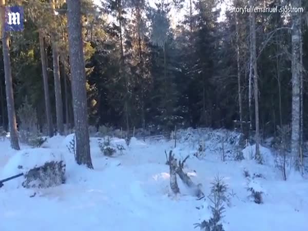 Swedish Man Cuts Down Tree With A Shotgun