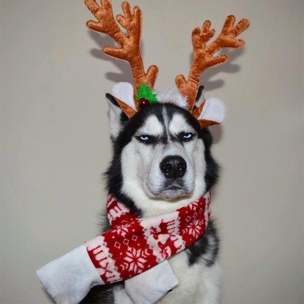 This Husky Hates Christmas (8 pics)