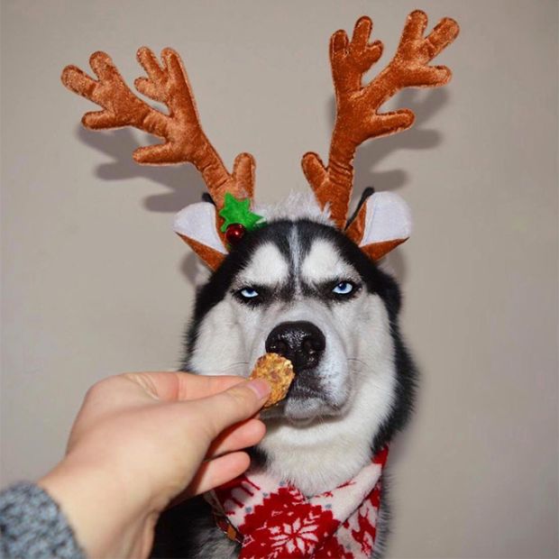 This Husky Hates Christmas (8 pics)