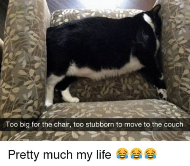 Nothing Will Ever Stop Them From Being Stubborn (23 pics)