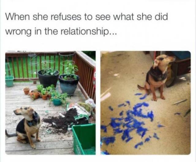 Nothing Will Ever Stop Them From Being Stubborn (23 pics)