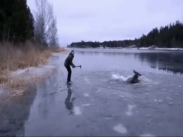 Moose Rescued From Frozen Lake