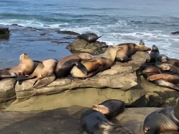 Sea Lions Resting on The Beach