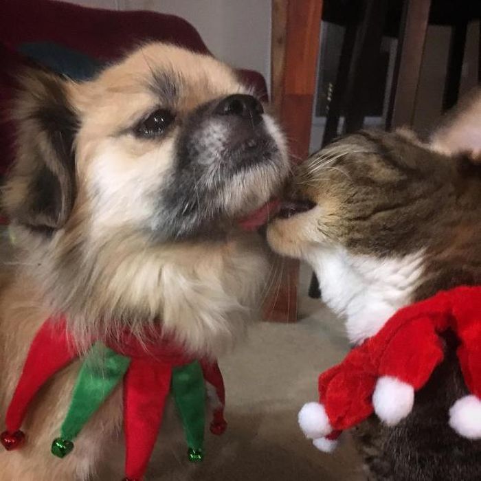 Christmas Pets (34 pics)