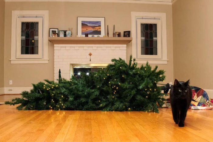 Cats And Dogs Hate Christmas Decorations (35 pics)
