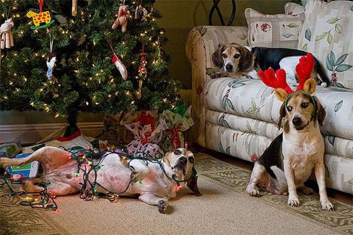 Cats And Dogs Hate Christmas Decorations (35 pics)