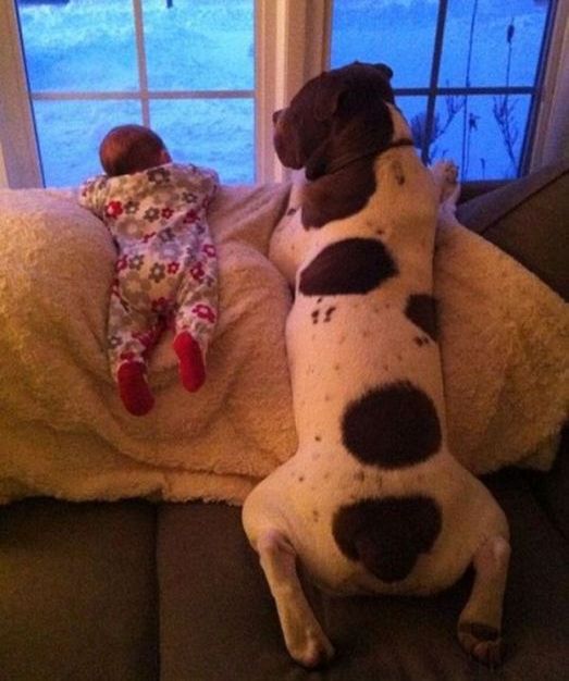 Dogs And Kids (22 pics)