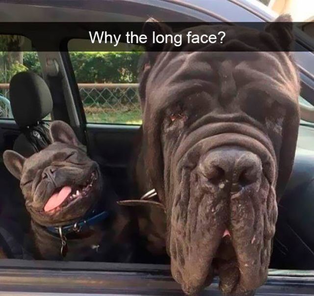 Dogs Always Look Good On Snapchat (25 pics)