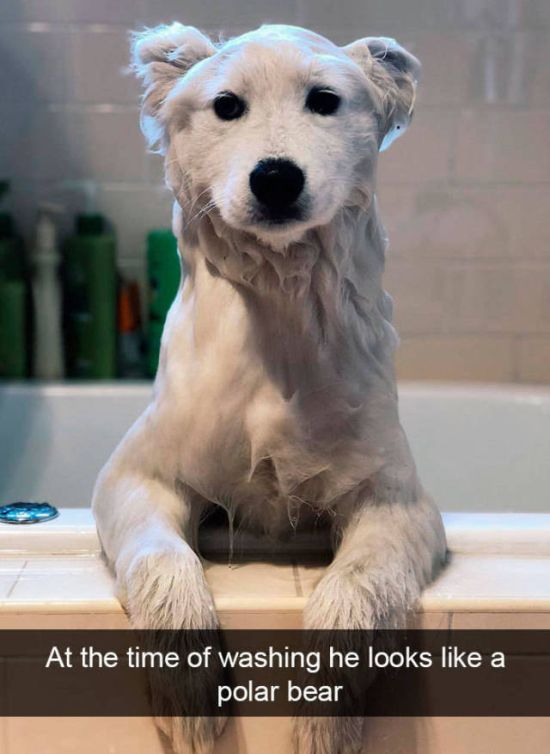 Dogs Always Look Good On Snapchat (25 pics)