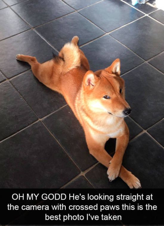 Dogs Always Look Good On Snapchat (25 pics)