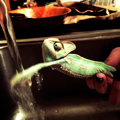 Acid Gifdump, December 21, 2017 (25 gifs)